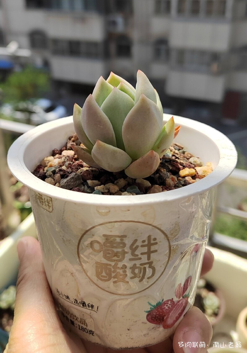 准备度夏的多肉