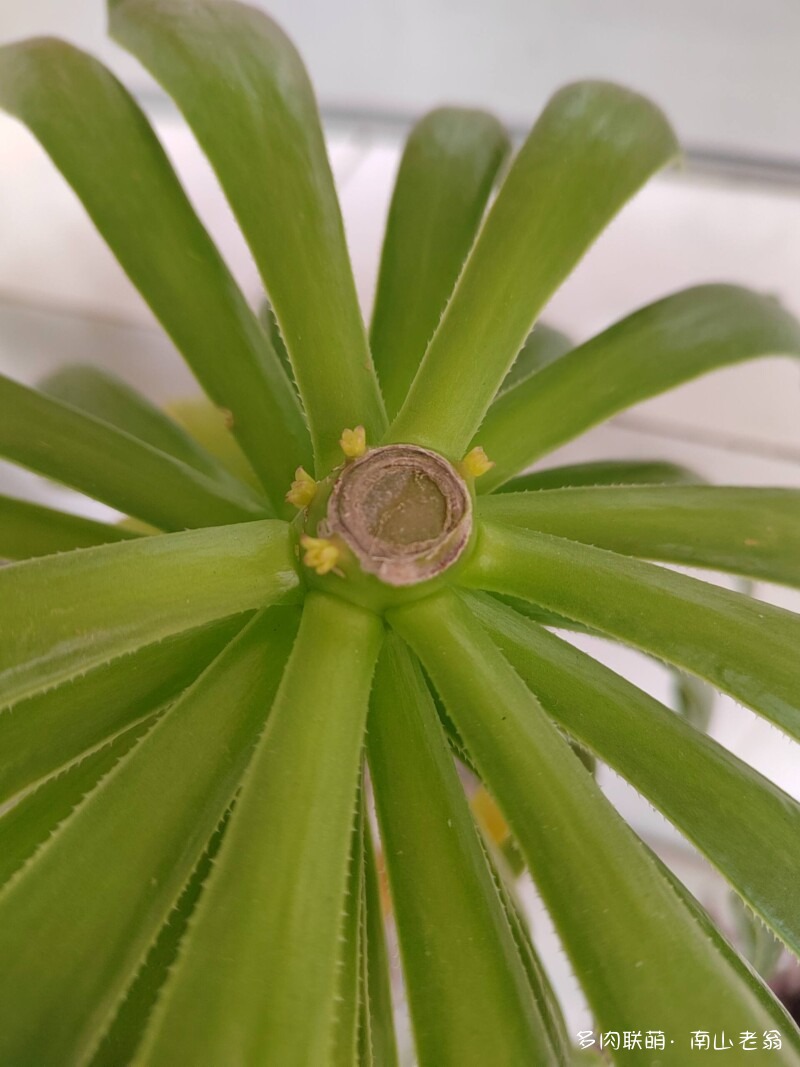 多变的法师