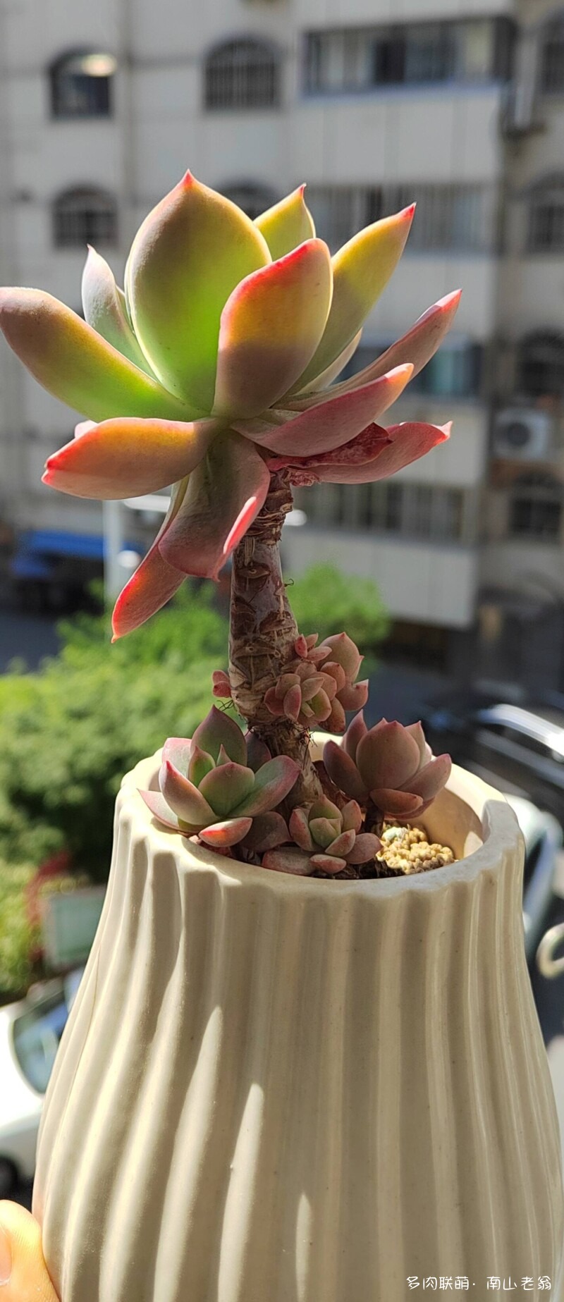 准备度夏的多肉