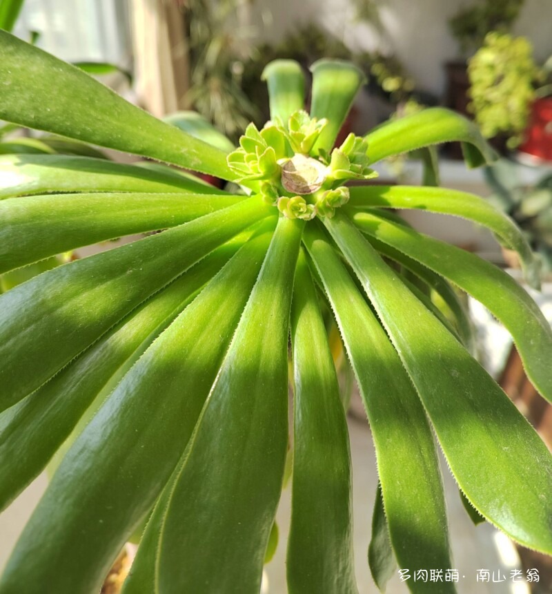 多变的法师