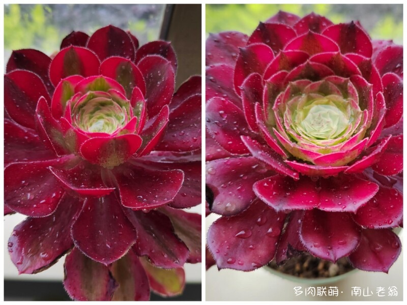 多变的法师