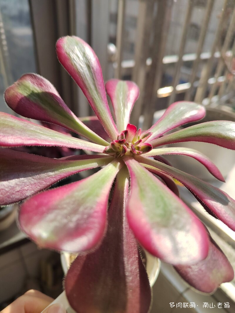 多变的法师