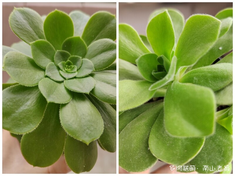 多变的法师