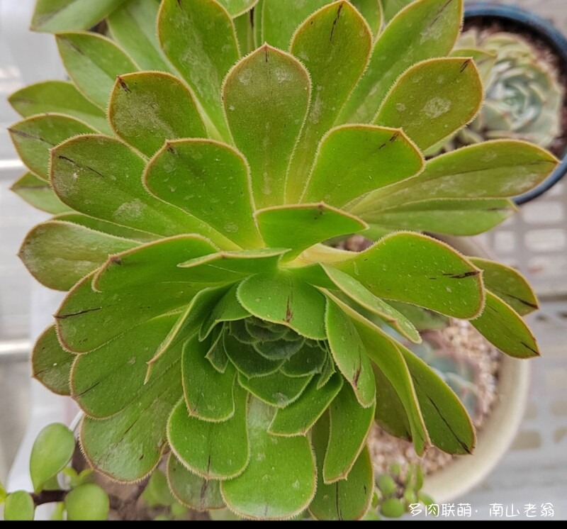 多变的法师