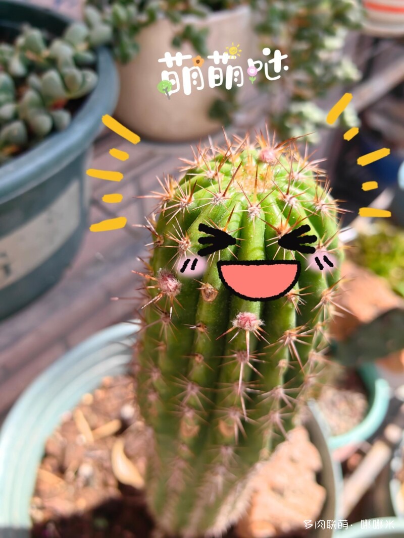毛花柱开花记录