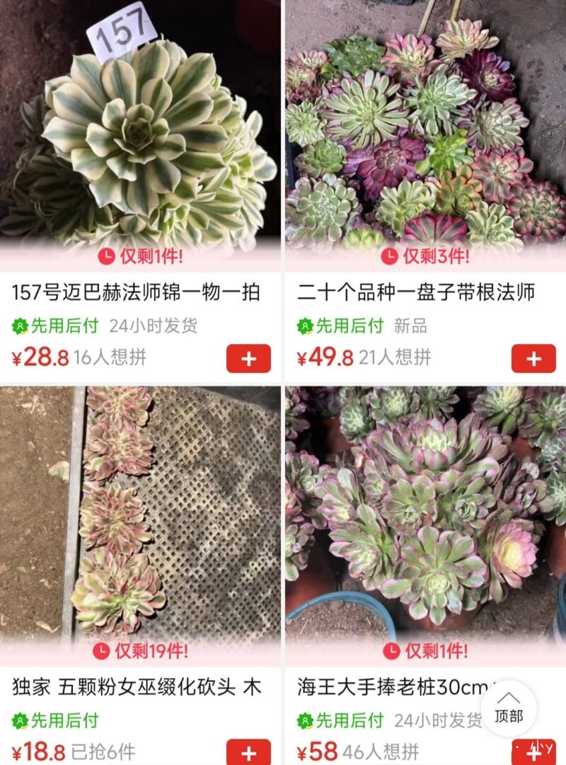 推荐一家卖法师的多肉
