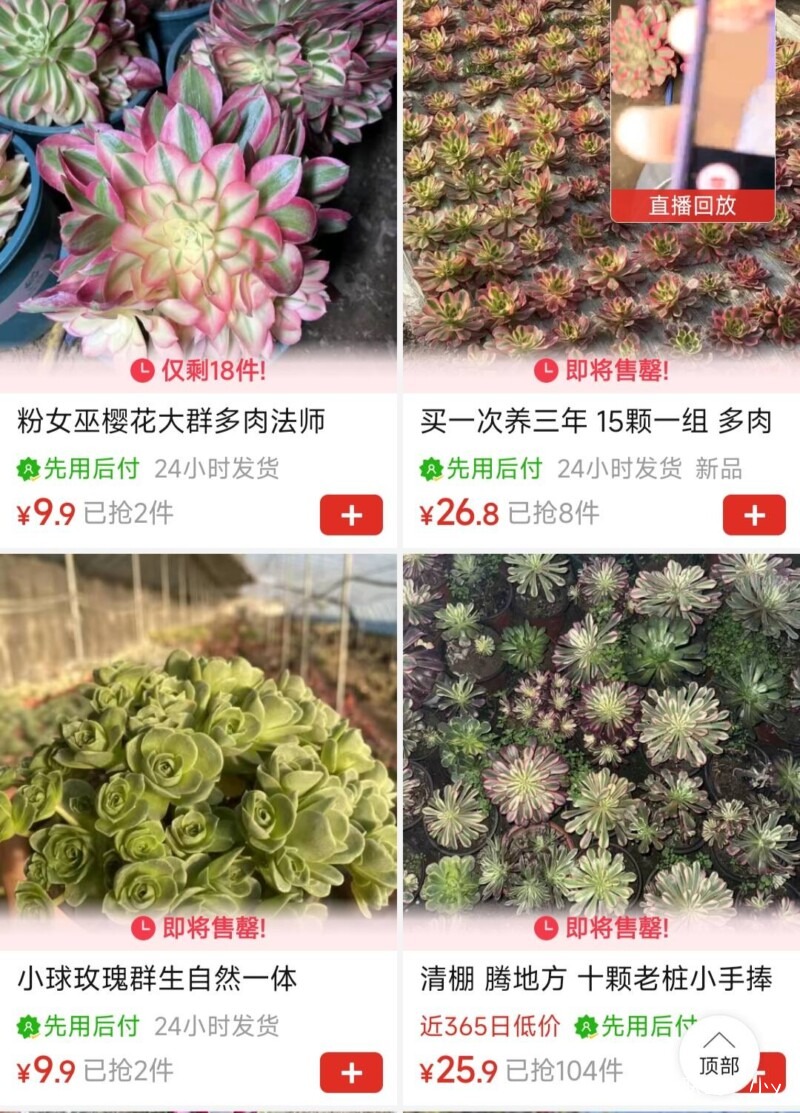 推荐一家卖法师的多肉