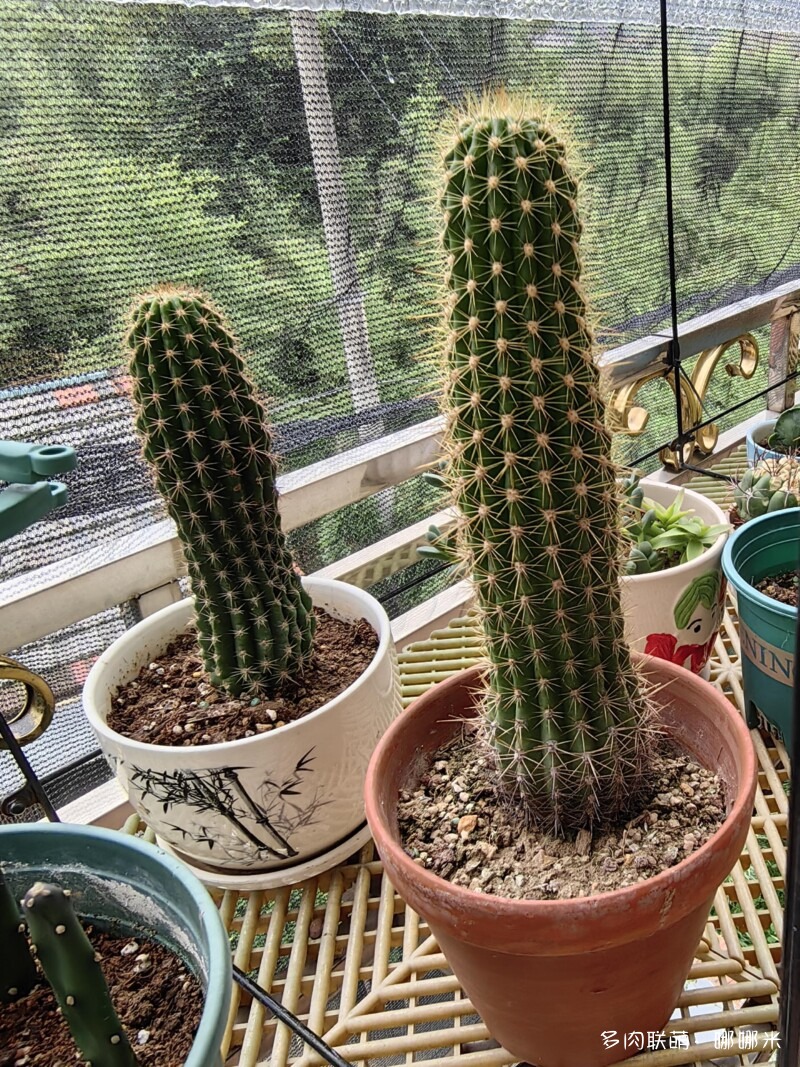 毛花柱开花记录