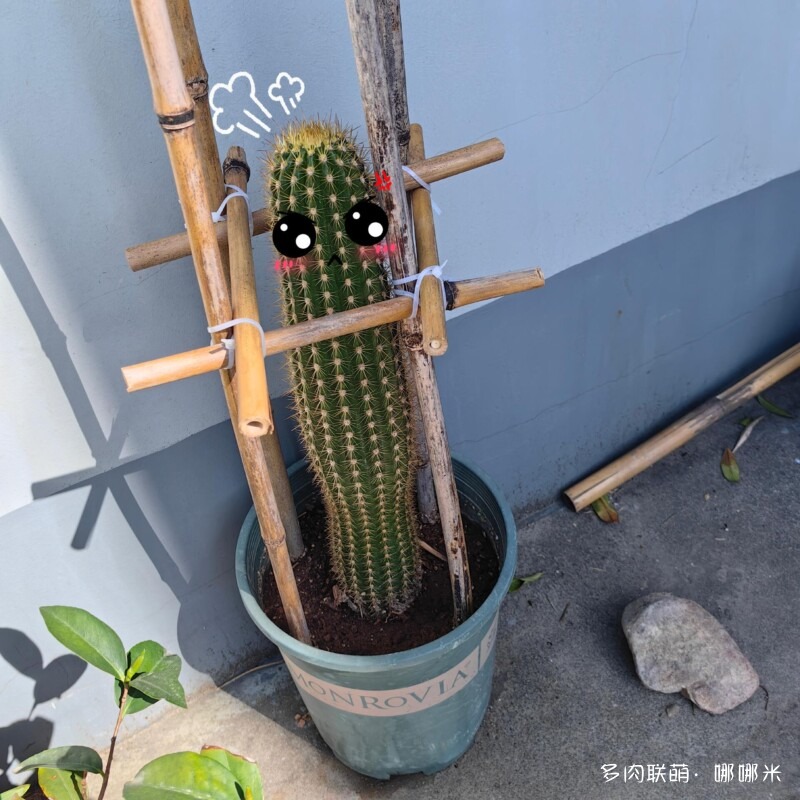 毛花柱开花记录