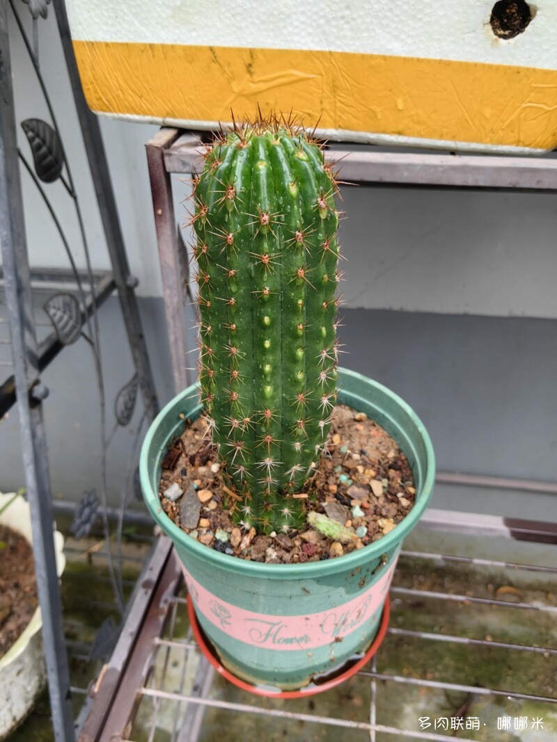毛花柱开花记录