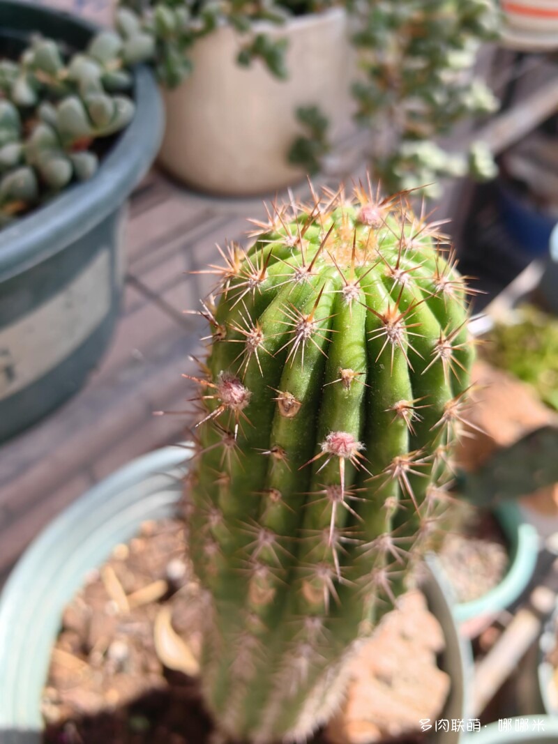 毛花柱开花记录