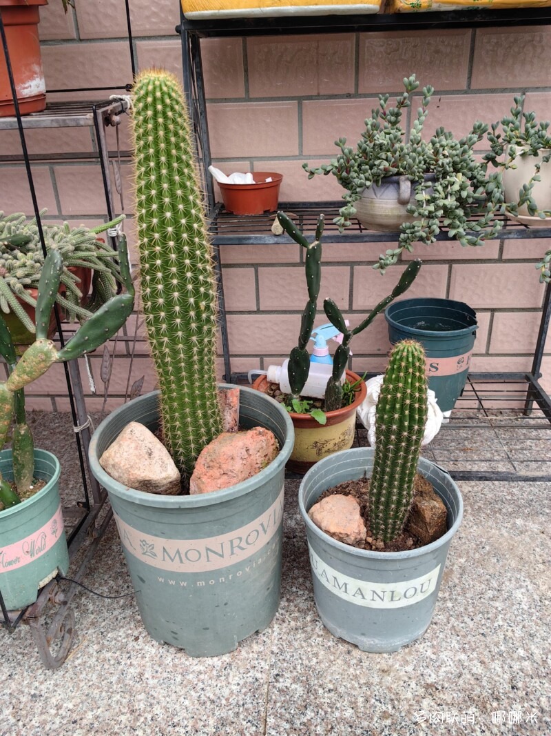 毛花柱开花记录
