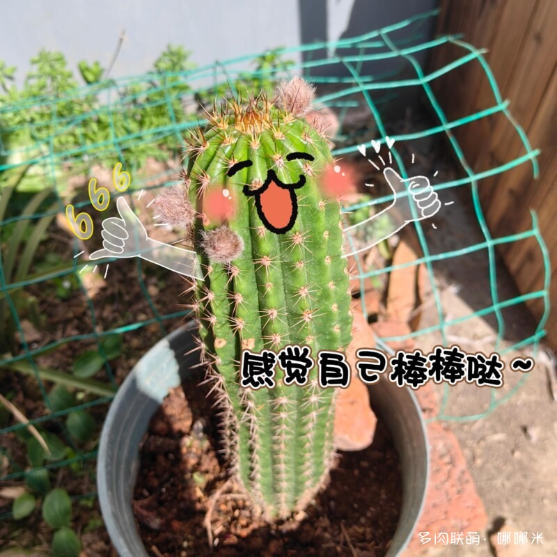 毛花柱开花记录