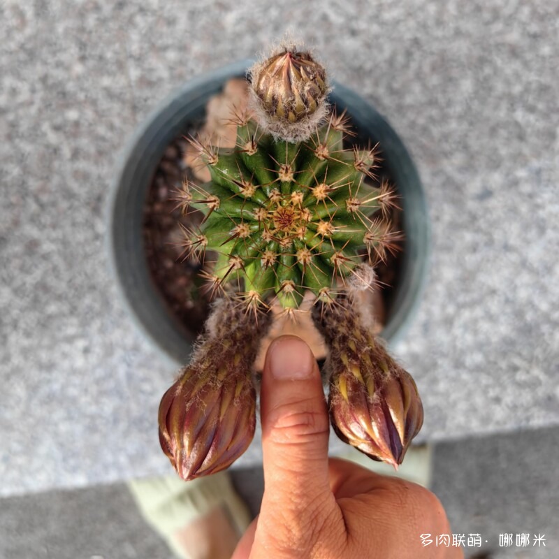 毛花柱开花记录
