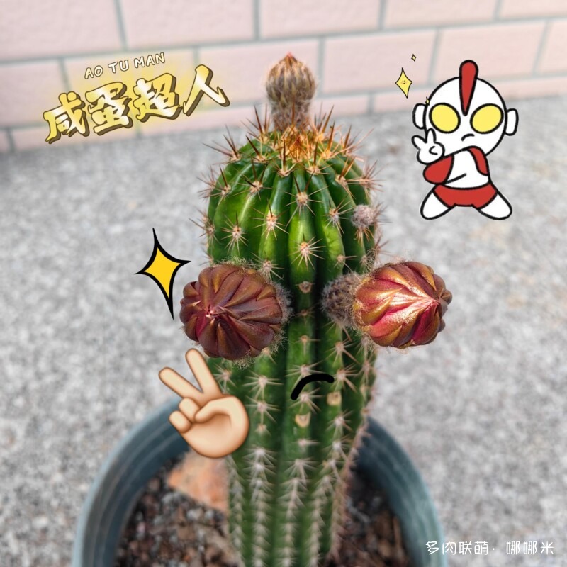 毛花柱开花记录