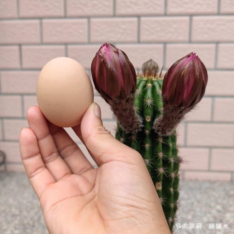 毛花柱开花记录