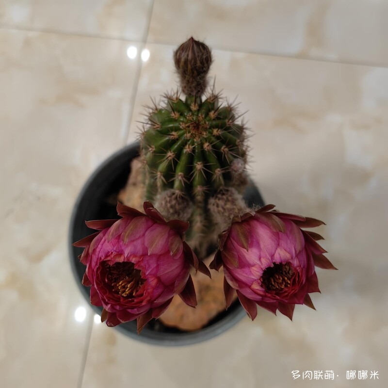毛花柱开花记录
