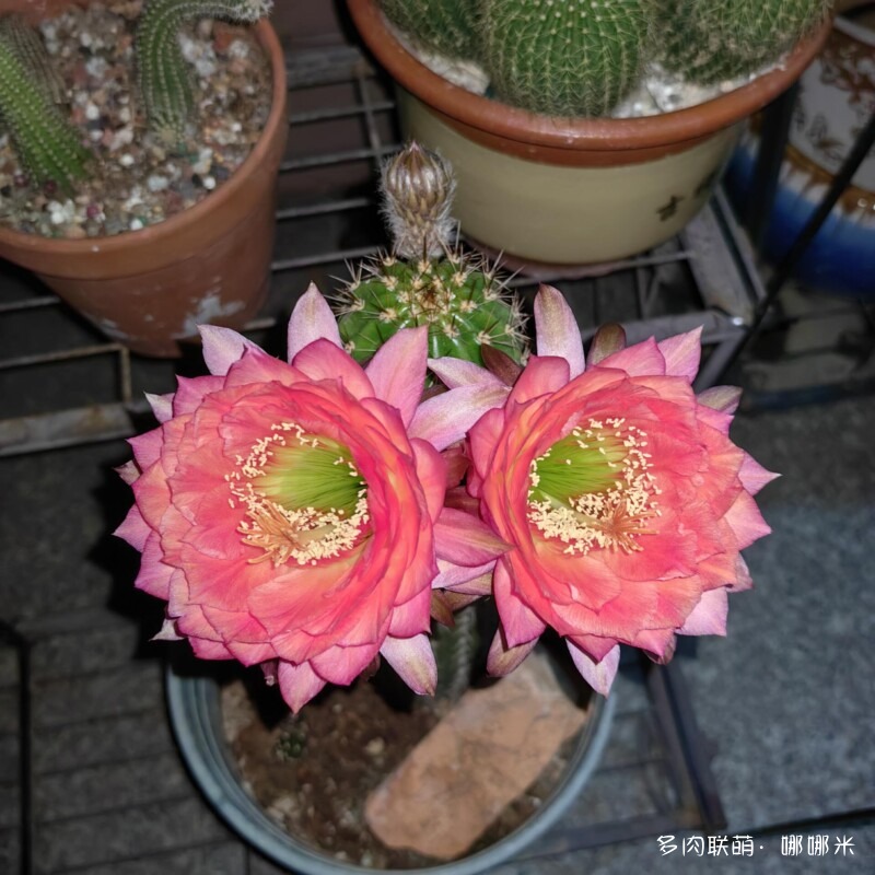毛花柱开花记录