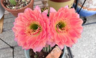 不要脸毛花柱开花实录