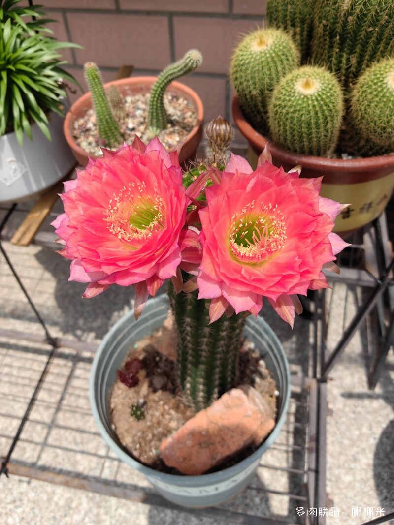 毛花柱开花记录