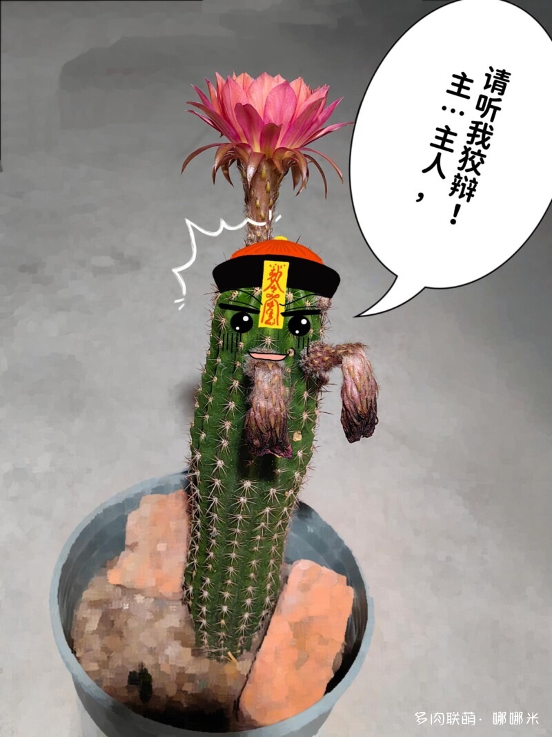毛花柱开花记录