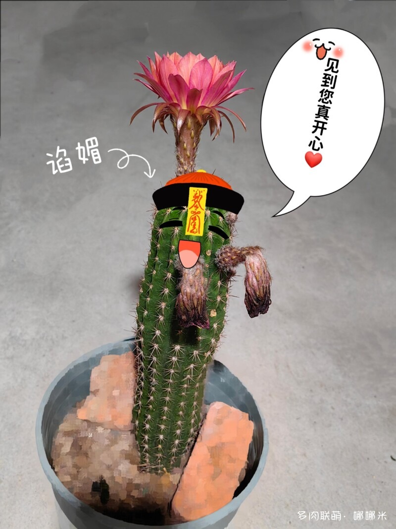 毛花柱开花记录