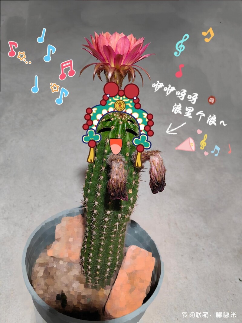 毛花柱开花记录