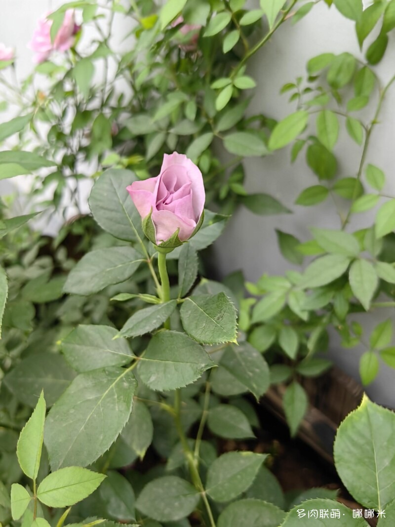 春天的花