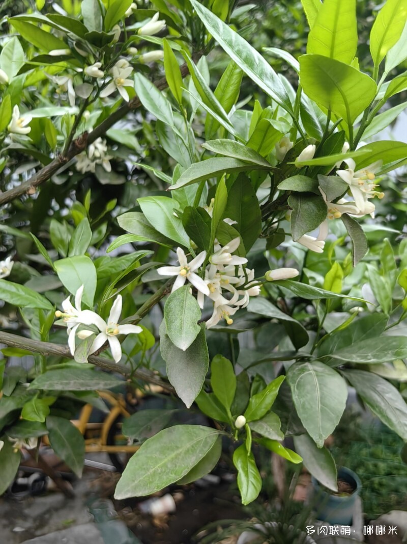 春天的花