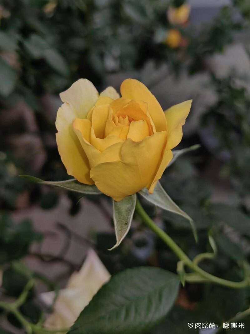 春天的花