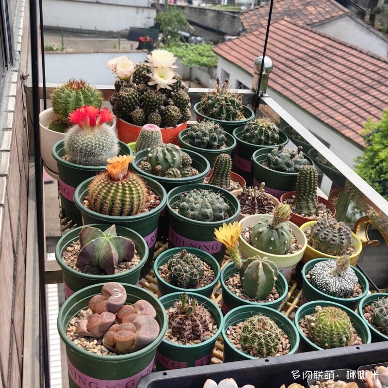 春天的花
