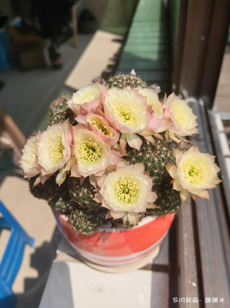 春天的花