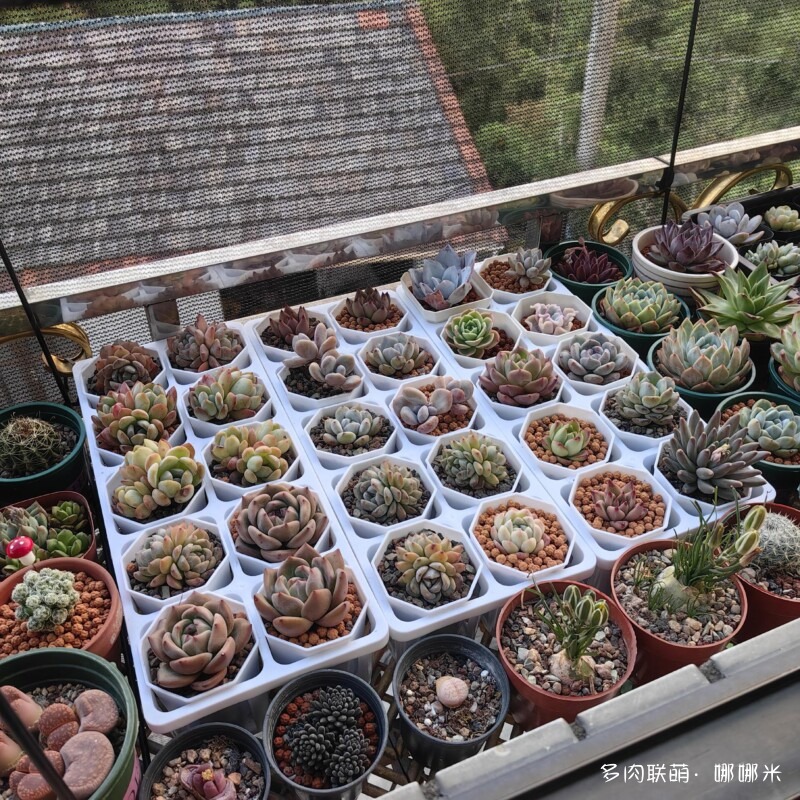 准备度夏的多肉