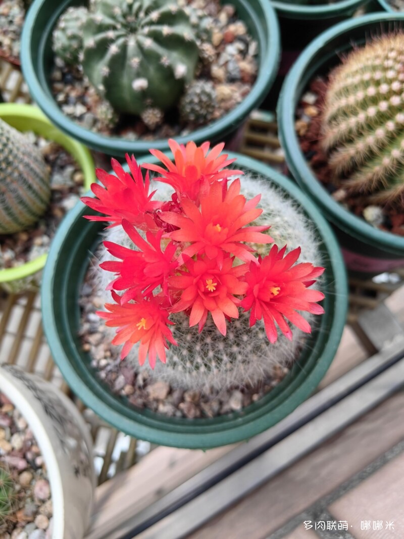 春天的花