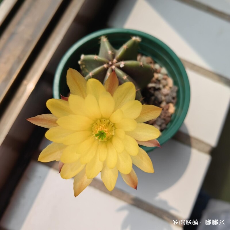 春天的花