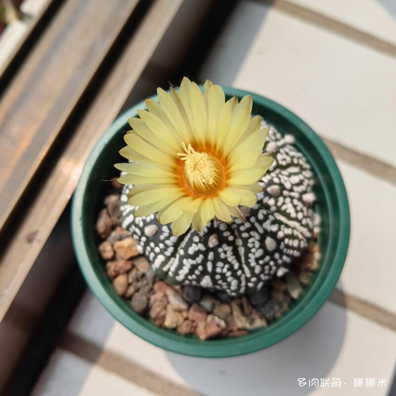 春天的花