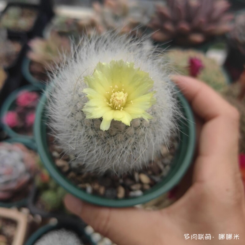 春天的花