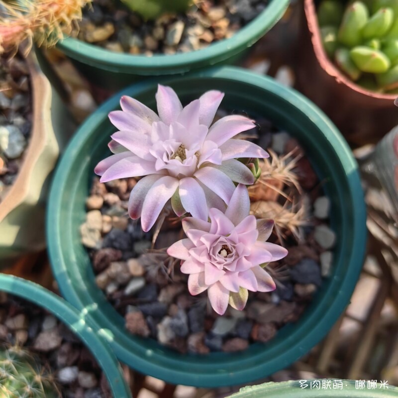 春天的花
