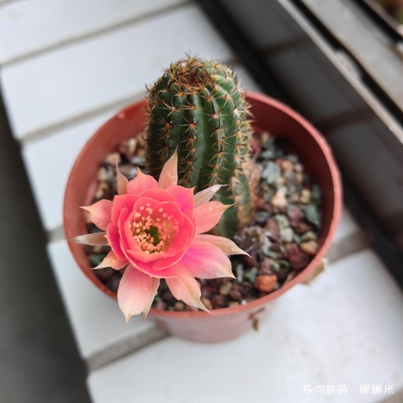 春天的花