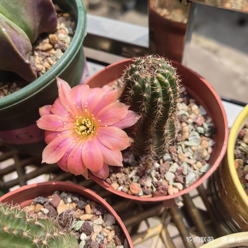 春天的花
