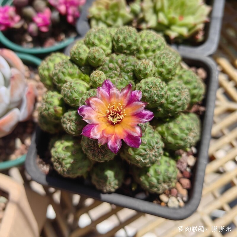 春天的花