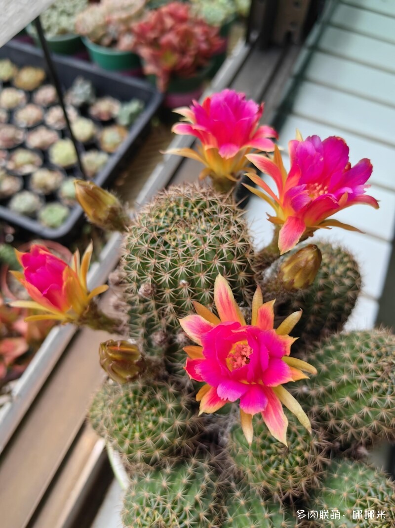春天的花