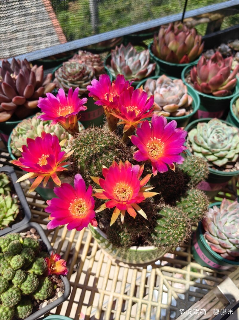 春天的花