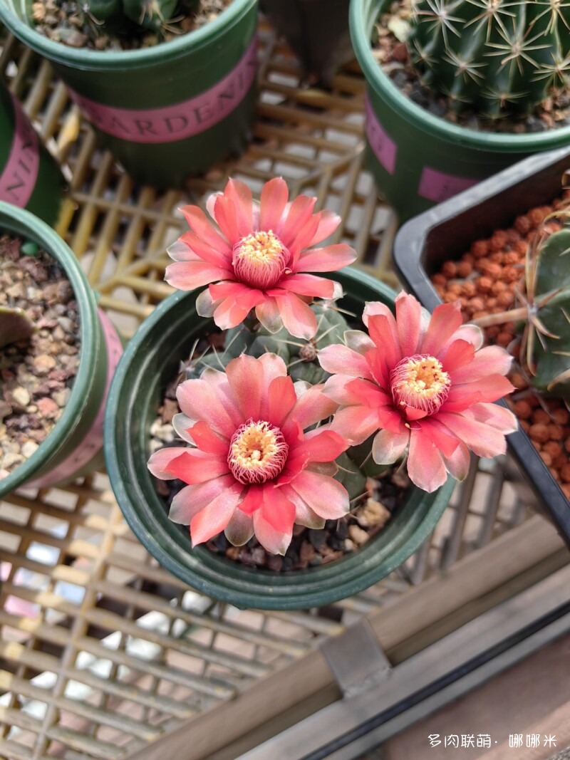 春天的花