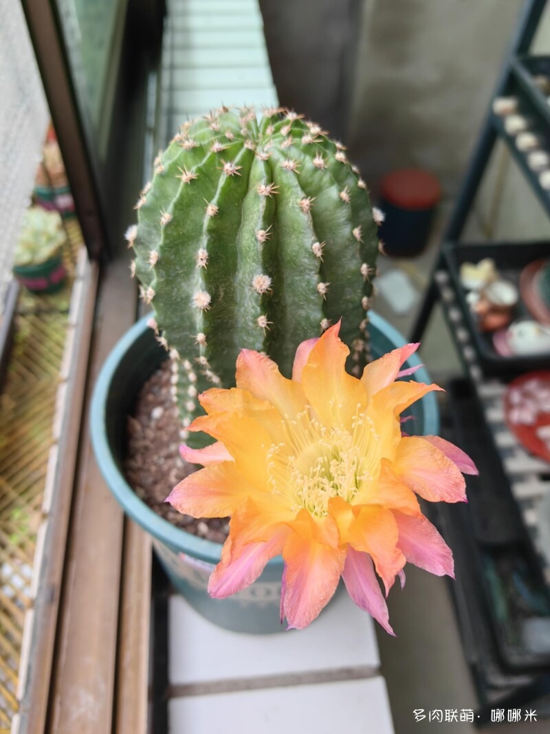 春天的花