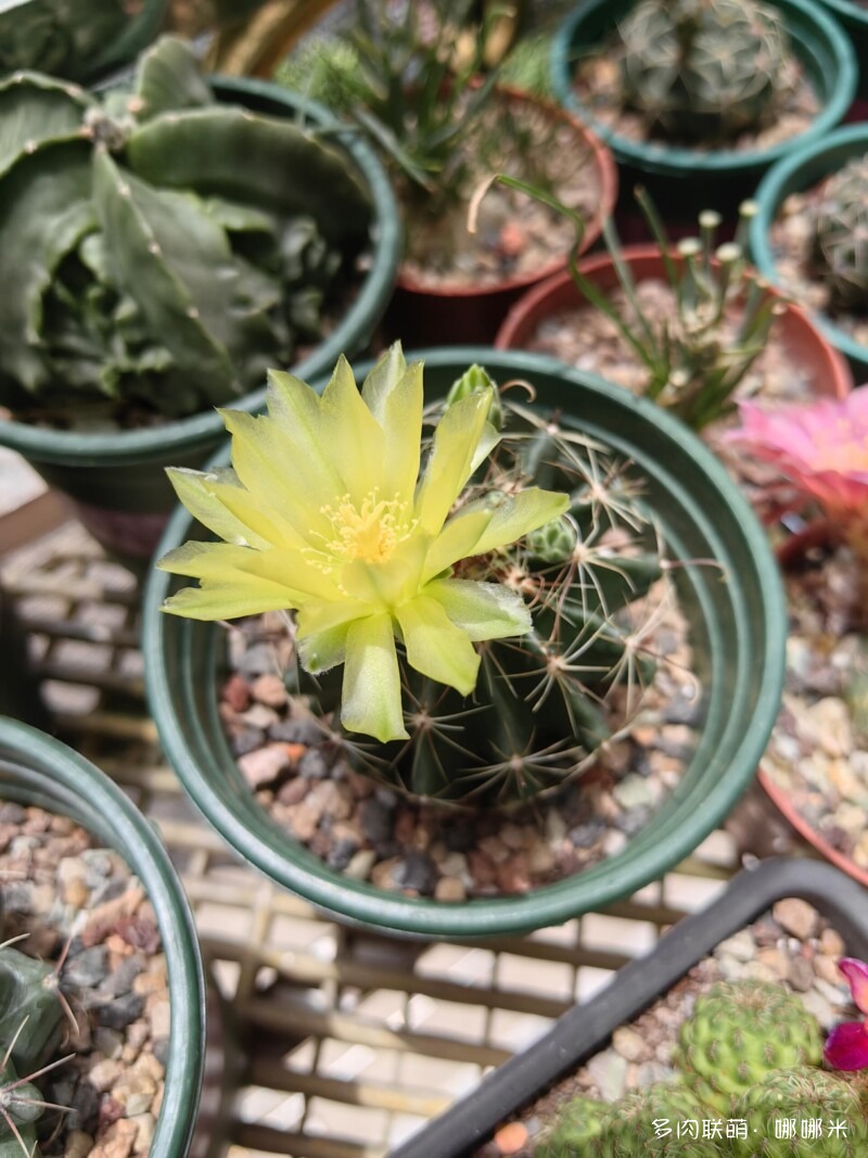 春天的花