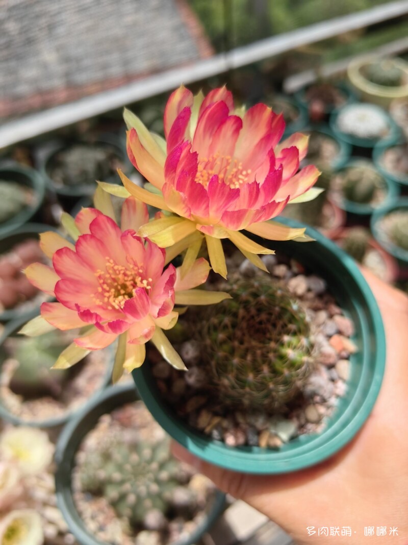 春天的花