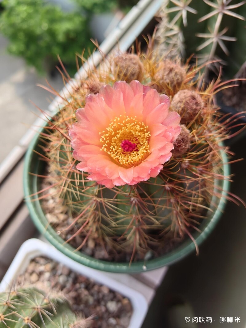 春天的花