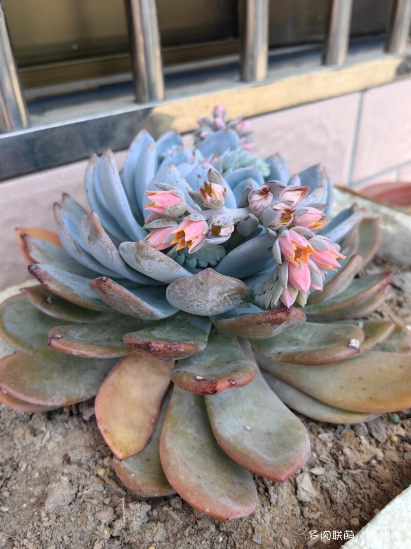 春天的花