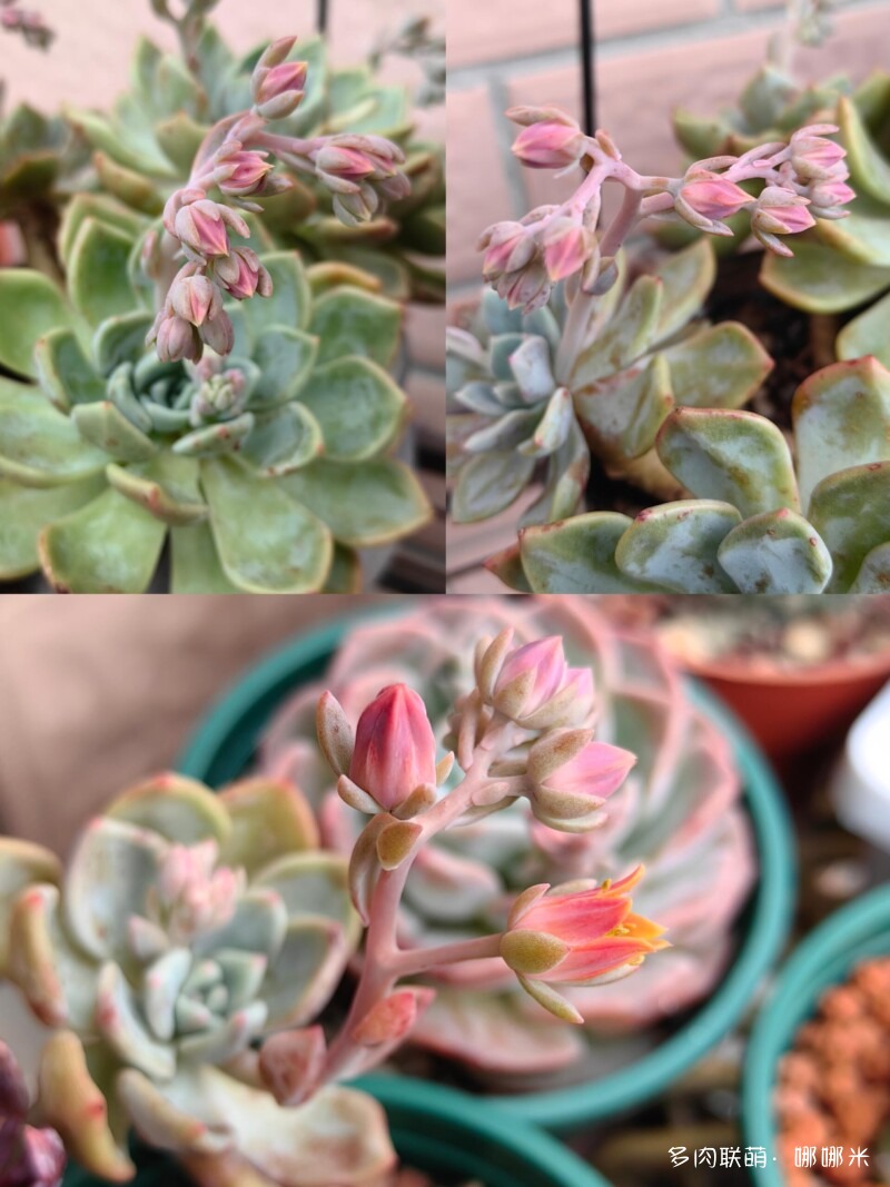 春天的花